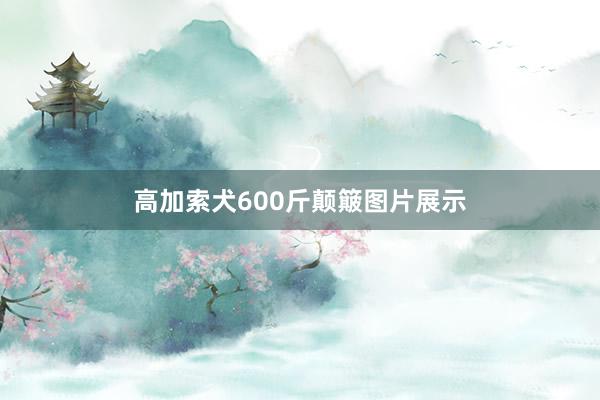 高加索犬600斤颠簸图片展示